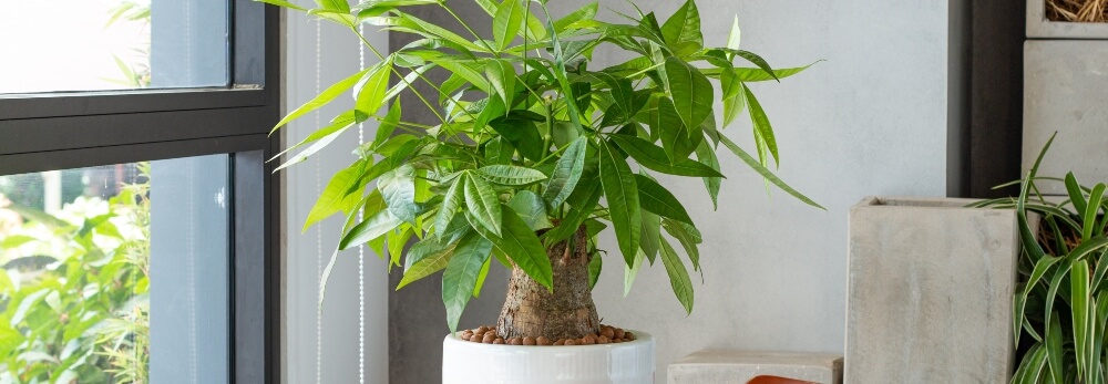 Eine Glückskastanie in einem weißen Topf am Fenster.